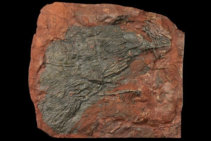 Silurian Fossil Crinoid (Scyphocrinites) Plate - Morocco #134264